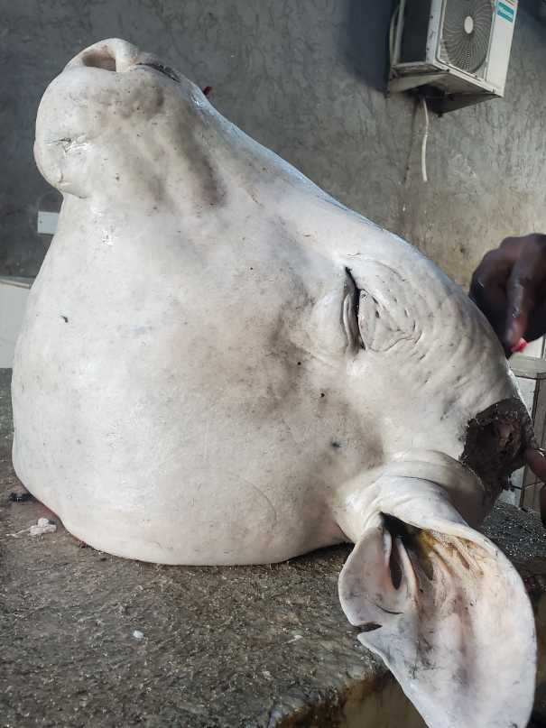 Cow head