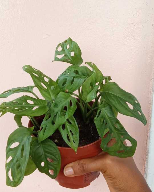 Monstera adansonii (swiss cheese plant)