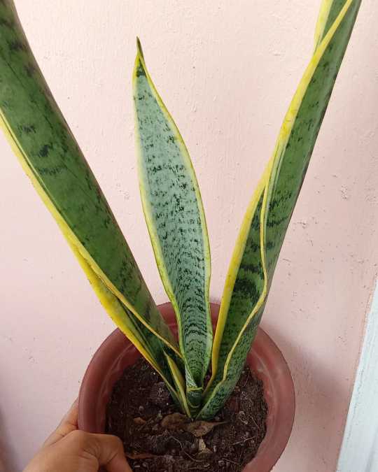 Variegated sansevieria (snake plant)