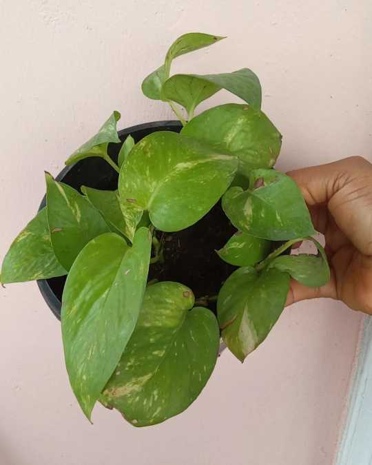 Golden pothos