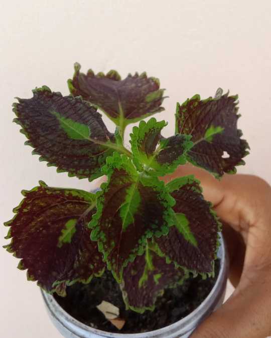 Sunshine Coleus