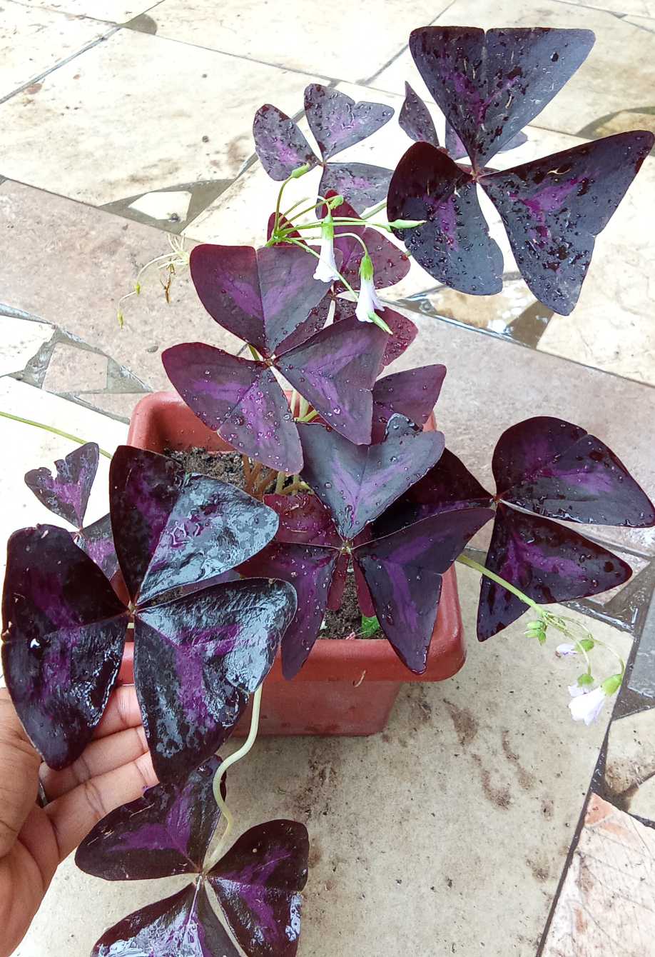 Purple oxalis (purple shamrock)