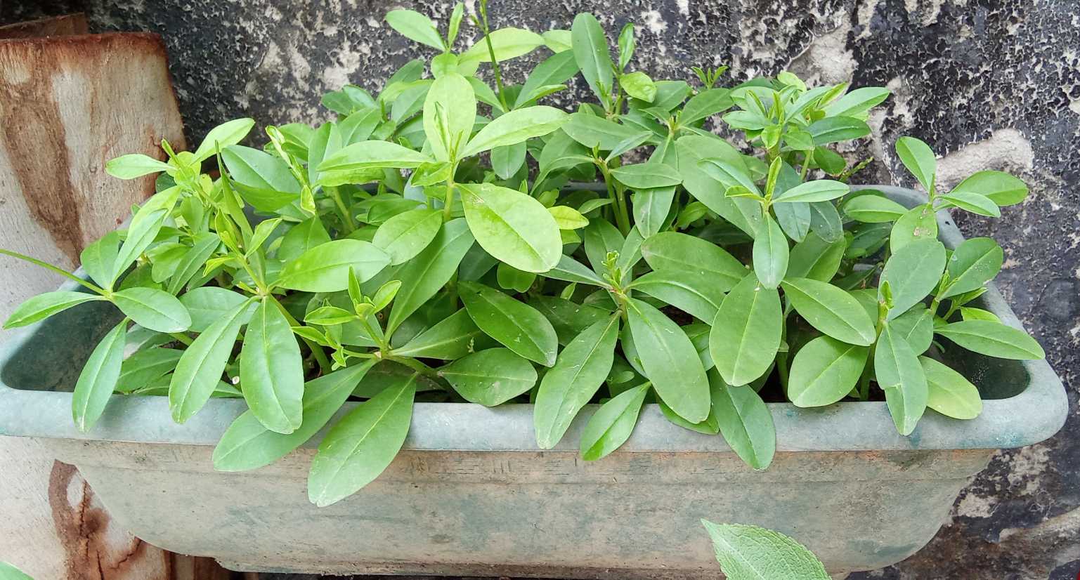 Waterleaf patch (potted)