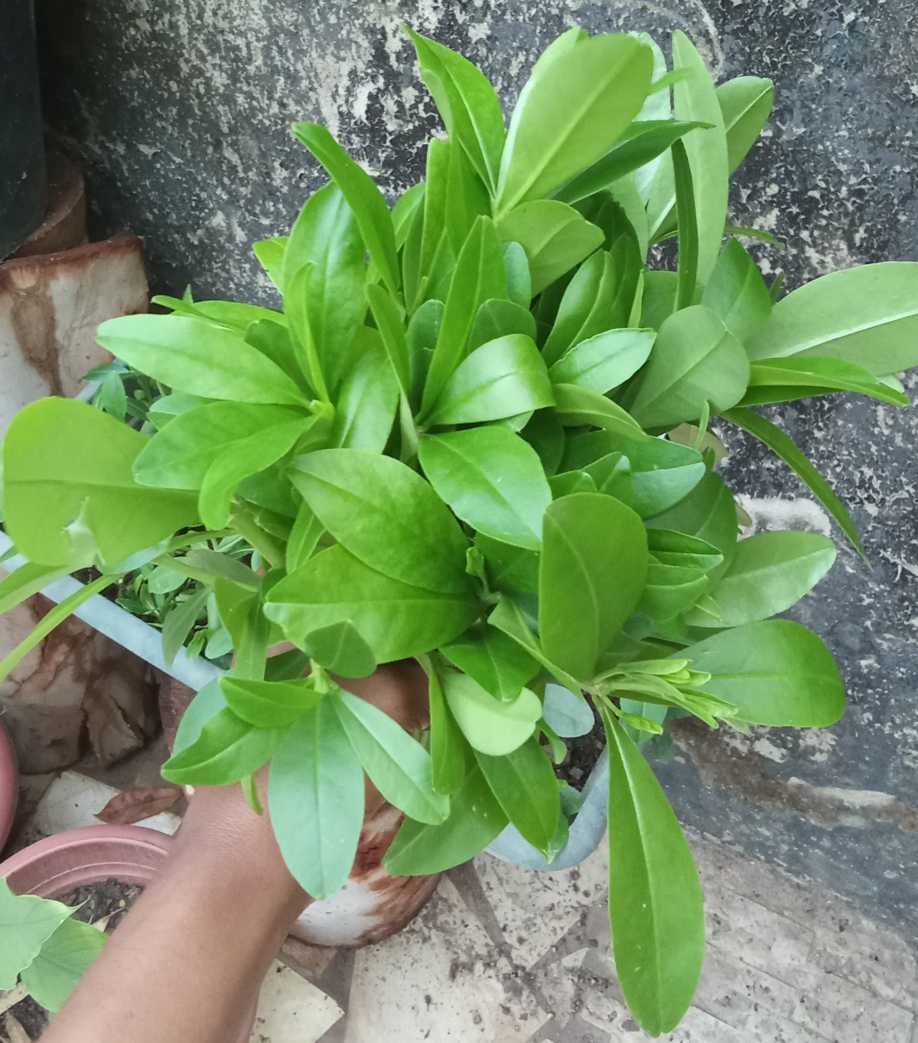 Waterleaf nursery (unpotted)