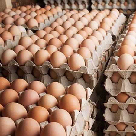 Chicken Eggs