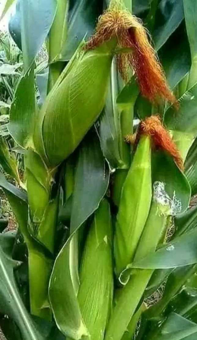 Fresh Corn