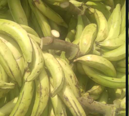 plantain