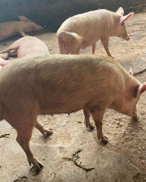 Fresh pork.