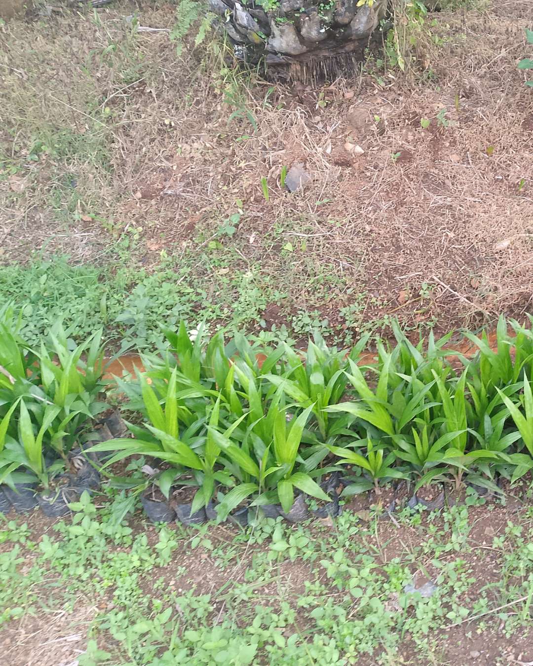 F1 and F2 palm oil for sale