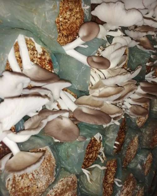 Mushroom Fruting bags