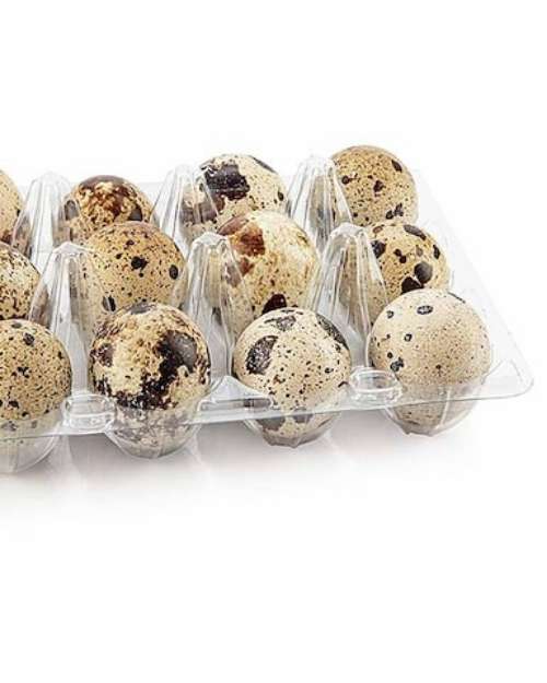 quail  eggs 