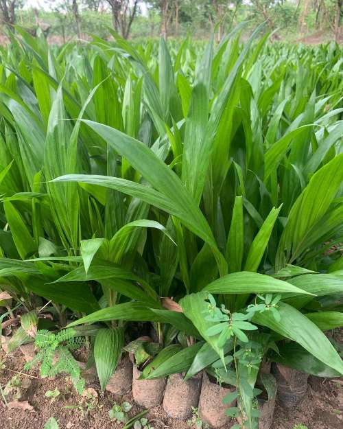TENERA OIL PALM SEEDLINGS 