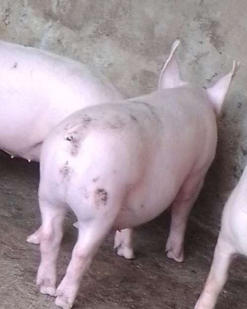 Duroc, TN70, Large White Landrace Pigs