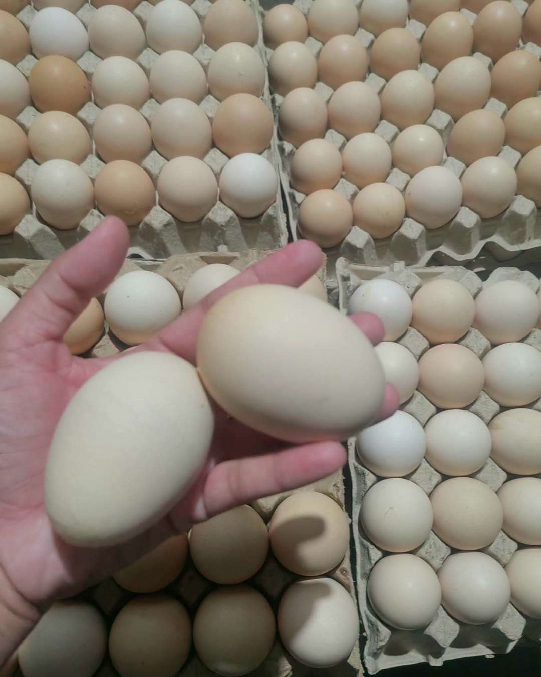 Sky wave parlour Fresh eggs