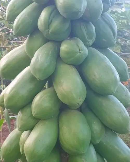 Dwarf Hybrid Papaya Seedlings