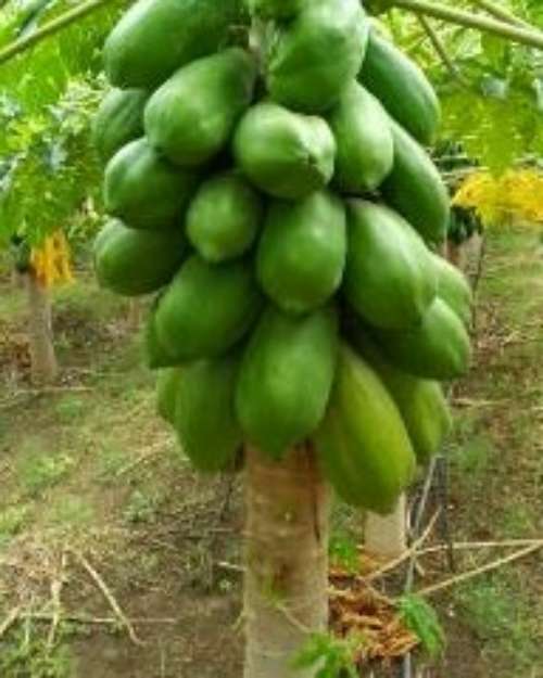 Papaya Seedlings and Seeds