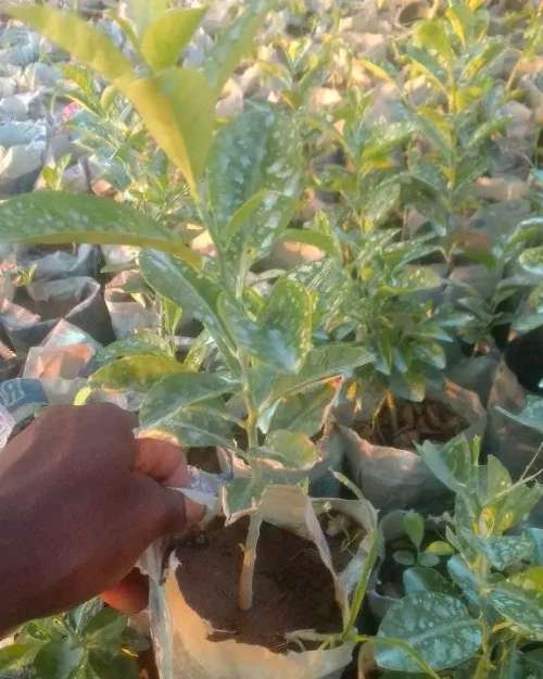 Lemon Seedlings