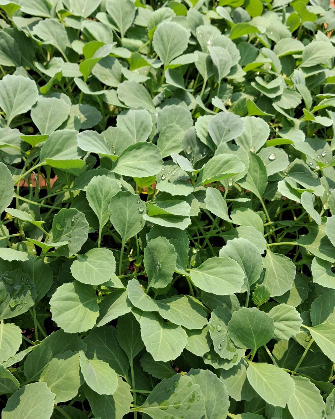 Kilimo F1 Cabbage Seedlings