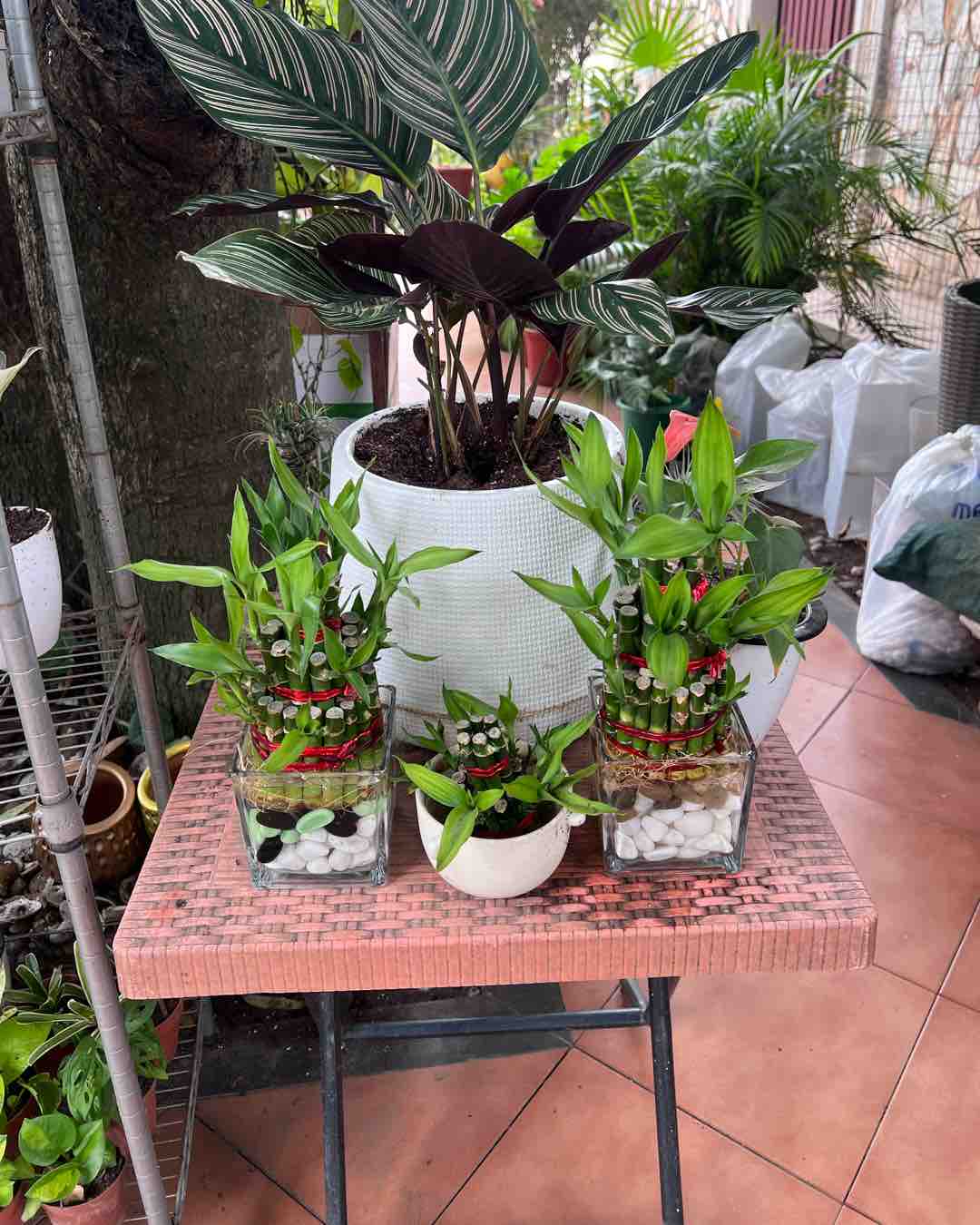 Lucky Bamboo Desktop Plants
