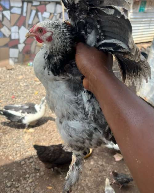 yong brahma chicken 