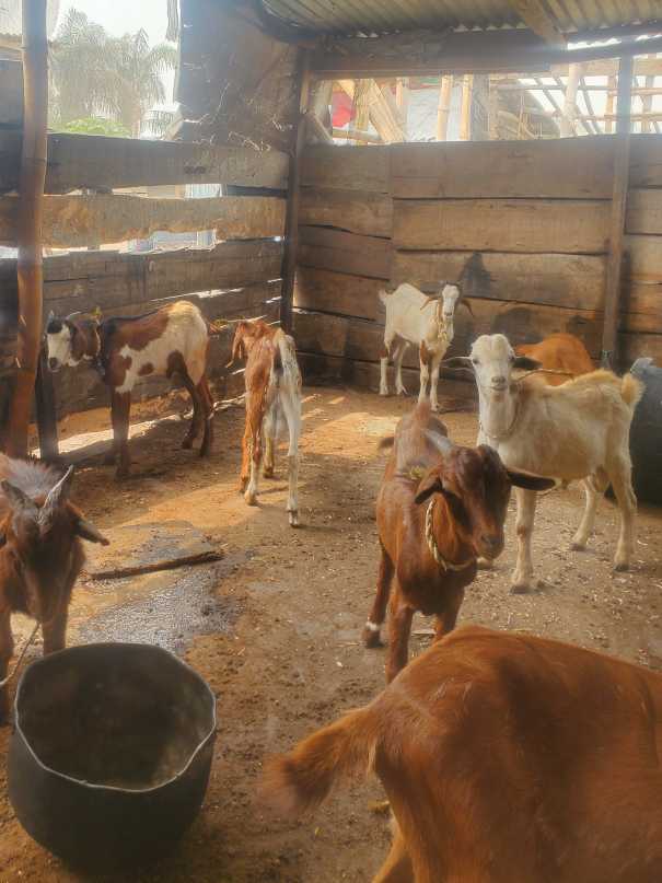 Half goat meat