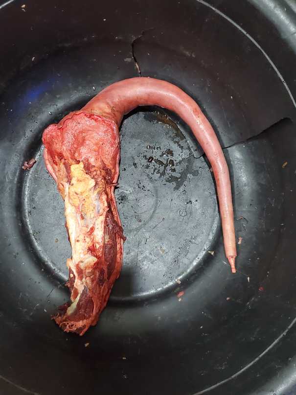 Cow tail