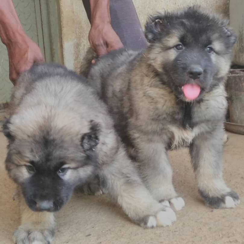 Caucasian Puppies