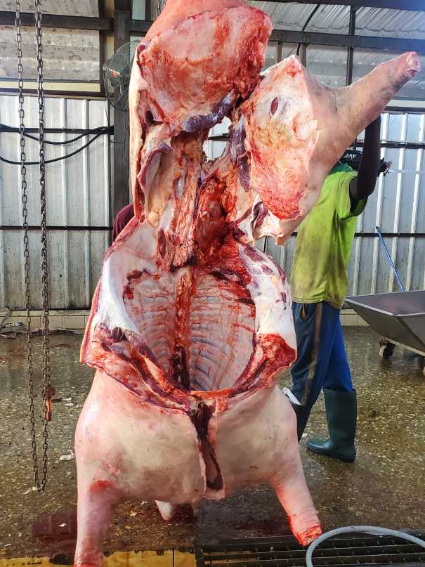 Full slot of cow meat 🍗 