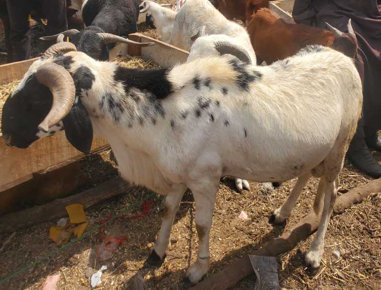 Ram meat