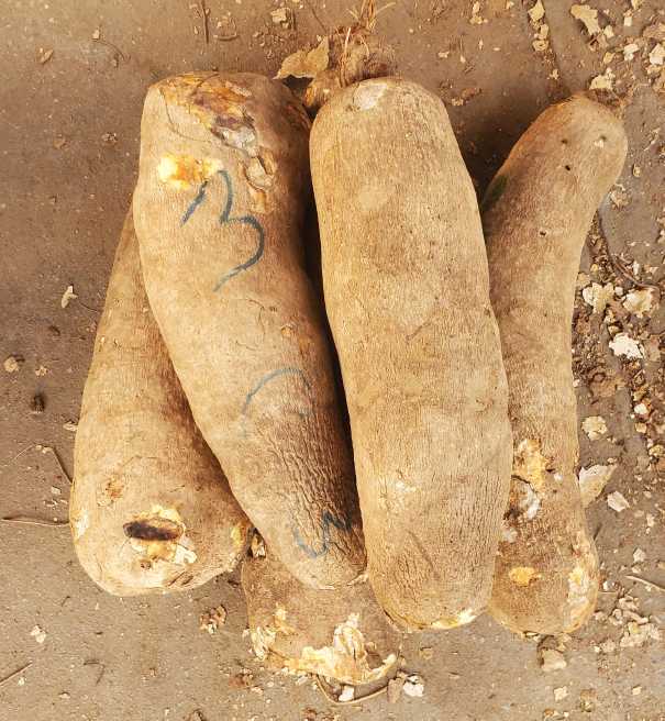 Big 5 tubers of yam