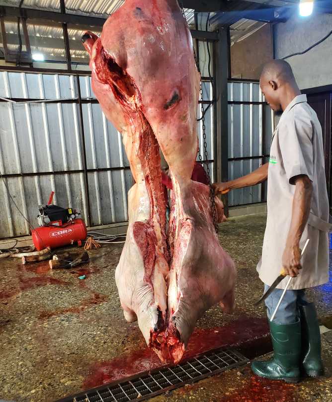 Half slot of cow meat