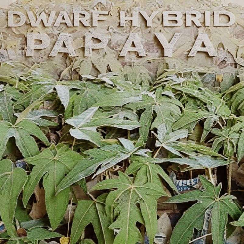 Hybrid seed and seedlings 🌱 farms