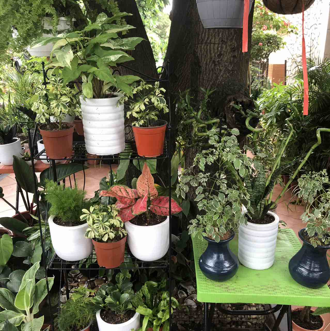 Gimp Nursery 
